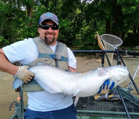 Largest North American Catfish To Be Brought Back To Pennsylvania