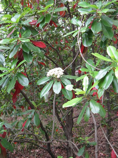 Photinia Serratifolia Chinese Hawthorn Chinese Photinia Oriental