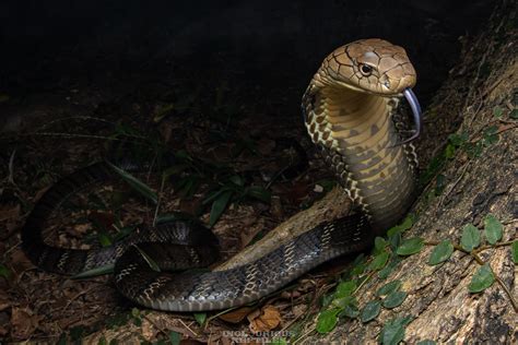 Ophiophagus Hannah Ophiophagus Hannah King Cobra In Hong K Flickr