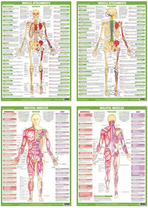 › free anatomy physiology study guides. Muscle Anatomy Posters/Charts | Published by Chartex ...