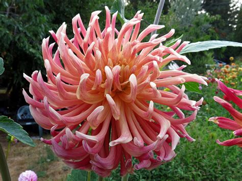 We did not find results for: Growing Dahlias: cubit: Discussion of Colors, Forms or ...