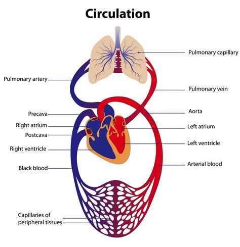 Blood vessels consist of arteries, arterioles, capillaries, venules, and veins. Pin on Circulatory system