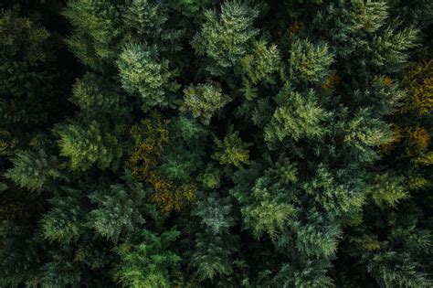 A Forest From Above Pics