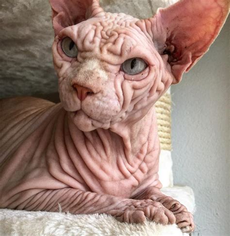This Unusually Wrinkled Cat Is A Sweetheart!