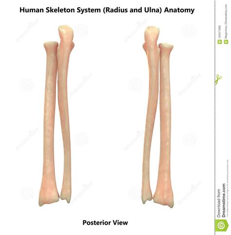 Anatomy study anatomy reference anatomy flashcards shoulder anatomy. Human Body Skeleton System Bones Radius And Ulna Posterior ...