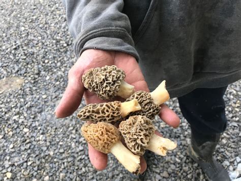 The Joy Of The Hunt Morel Mushrooms Walnut Creek Ohio