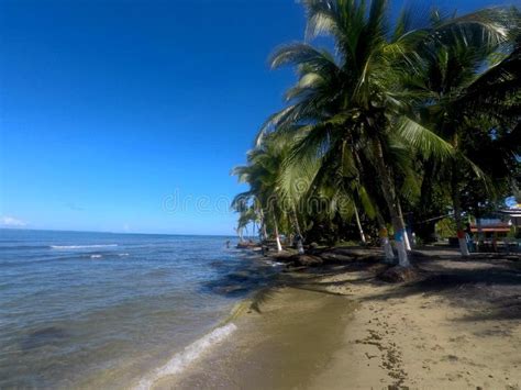 Palms Tree In Puerto Viejo Beach Costa Rica Stock Photo Image Of
