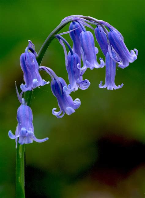 Bluebell Hyacinthoides Non Scripta Blue Bell Flowers Flower