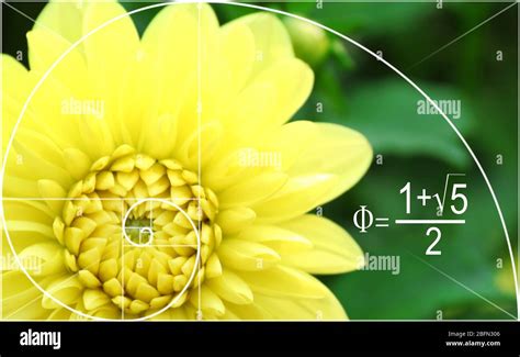 Illustration Of Golden Ratio In Nature Fibonacci Pattern Stock Photo