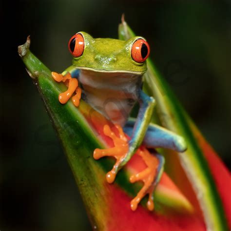 Red Eyed Tree Frog 5 Photography Art John Martell Photography