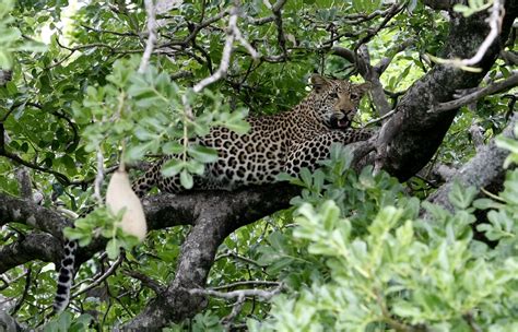 Leopards Have Lost Up To 75 Percent Of Their Habitat Worldwide