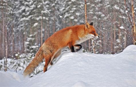 The Red Fox Vulpes Vulpes Help Change The World The Future Of The