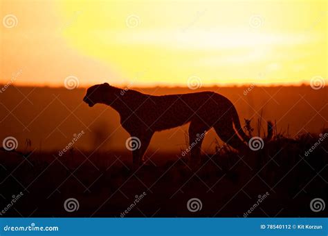 Cheetah On Sunset In Africa Stock Photo Image Of Tricolor Animals