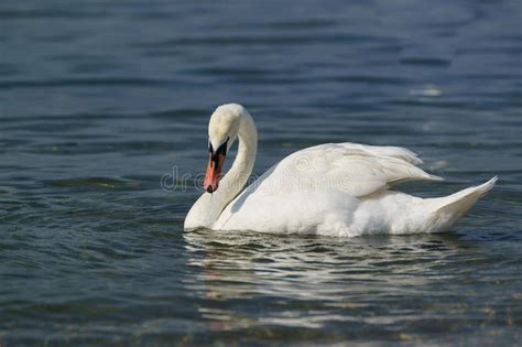 Único Lat Adulto Branco Da Cisne Muda O Olor Do Cygnus é Um Pássaro Da