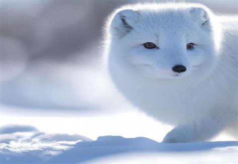 Adaptations Of Arctic Fox How They Survive In Harsh Arctic Conditions