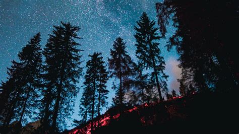 Night Trees Starry Sky Forest Stars