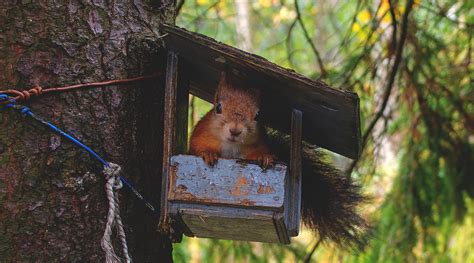 Health warranty and all feeding supplies included. Key Life Network - Friendship: Escaping the Squirrel Cage