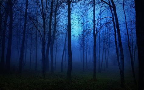 Night Forest Wallpapers Wallpaper Cave