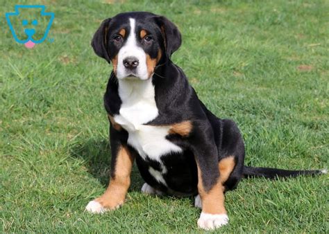 Buster Greater Swiss Mountain Dog Puppy For Sale Keystone Puppies
