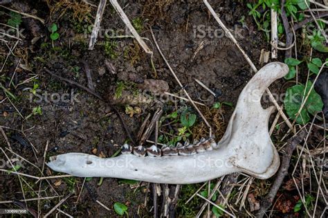 Muntjac Deer Spinal Skeleton And Lower Jaw Stock Photo Download Image