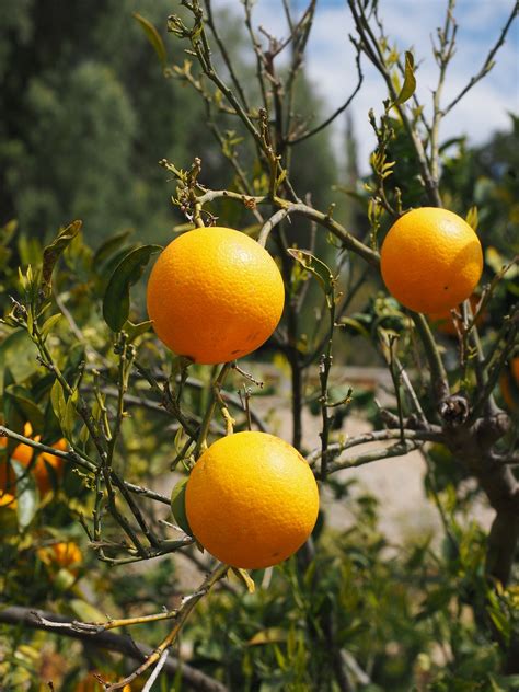Orangesfruitsorange Treecitrus Fruitstree Free Image From