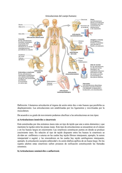 Trabajo De Las Articulaciones Del Cuerpo Humano Y Sus Divisiones