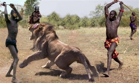 We did not find results for: Amazing Wild Animals vs Human - Hunting lion , gorilla ...