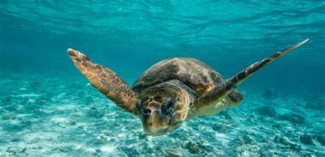5 Best Ways To See Sea Turtles Near Melbourne Beach Florida Travel Hop