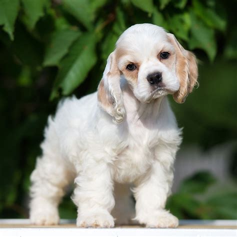 1 Cocker Spaniel Puppies For Sale In San Diego Ca