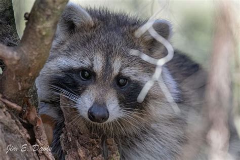 Wildlife And Invasive Species Education™ Wise Species Profile The Northern Raccoon Ufifas