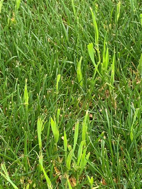 Can anyone identify these grass blades : lawncare