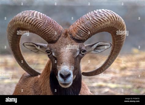 Portrait Of A Majestic Animal Mouflon Ovis Orientalis With Big Curvy