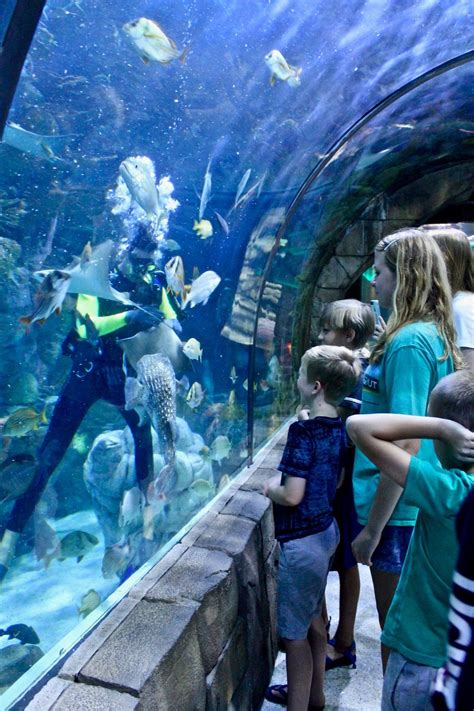 The Audubon Aquarium Aquarium New Orleans America