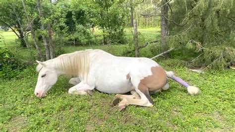 Moxies First Foal American Paint Horse Giving Birth Maximum White