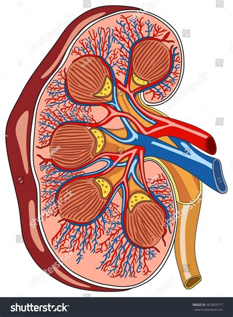 Kidney Anatomy Cross Section Diagram Including Stock Illustration