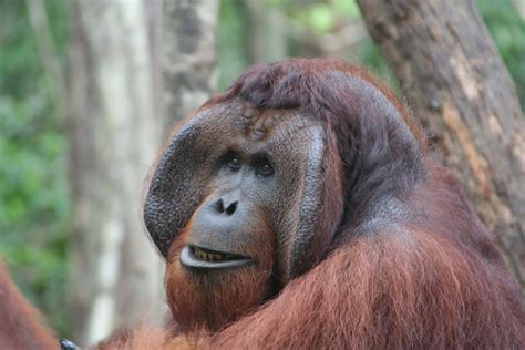 The World Lost Half Its Orangutans In 16 Years