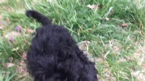 Sadly, they don't always care for the puppies properly, which can lead to. Lacie And Oswald Cockapoo Puppies For Sale In North Carolina - YouTube