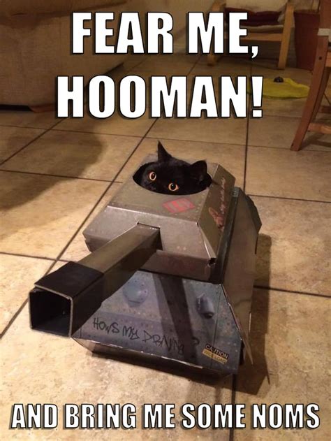 Fear Me Hooman And Bring Me Some Noms Dangerous Cat In A Tank 9gag