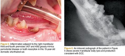 Oral Squamous Cell Carcinoma In Cats Veterinary Online Courses