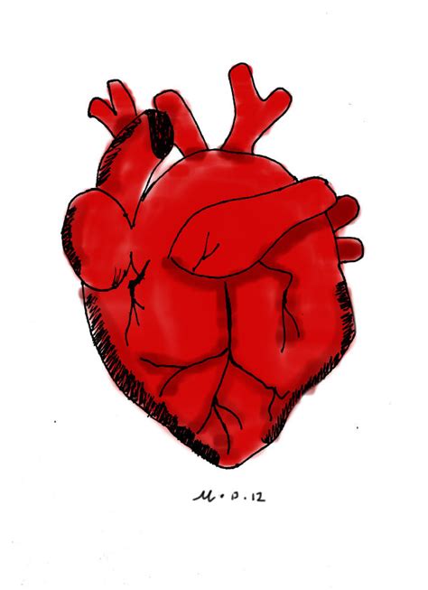 Human Heart By Mythicaldeer12 On Deviantart