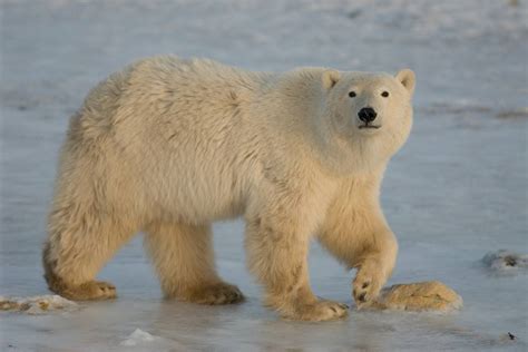 How Do You Tell If A Polar Bear Is Pregnant Polar Bears International