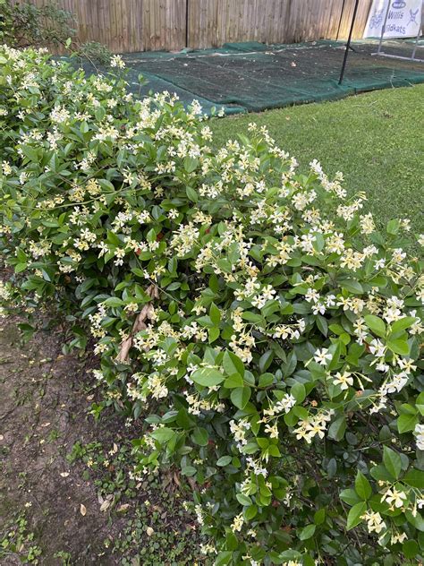 Star Jasmine Growers Outlet Willis Texas Growers Outlet Willis Texas