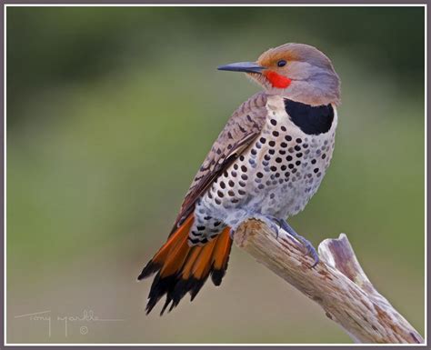 Northern Flicker Woodpecker Northern Flicker Pretty Birds Beautiful