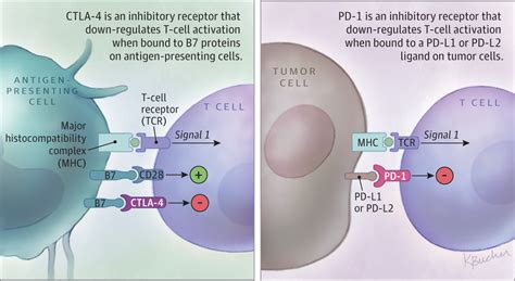 Cancer Immunotherapy Researchers Focus On Refining Checkpoint Blockade