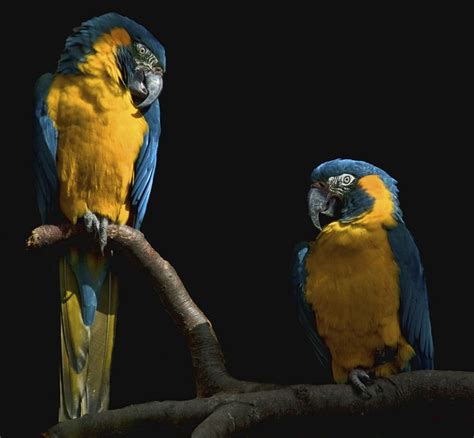 12 Best Blue Throated Macaw Images On Pinterest Parrots