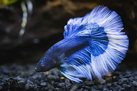 12 Of The Most Beautiful Fish You Can Have In Your Aquarium