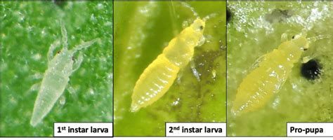 Actively Feeding Larval Instars And Non Feeding Pro Pupa Of Chilli