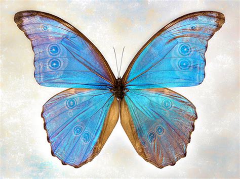 Godarts Morpho Butterfly Art Prints By Richard Reynolds