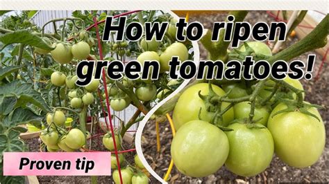 Easiest Way To Ripen Green Tomatoes Indoors Youtube