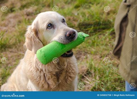 Faithful Dog Eyes With Dummy Stock Photo Image Of Labrador Autumn
